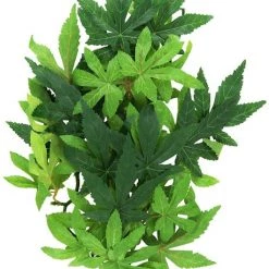 Exo Terra Abutilon Silk Plant