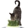 Catit Design Senses Grass Garden Kit