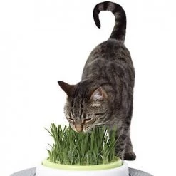 Catit Design Senses Grass Garden Kit