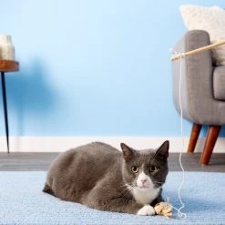 Catit Raffia Mouse on a Stick Cat Toy 7 Catit Raffia Mouse on a Stick Cat Toy -Outlet Hagen Store 64969 PT5. SY630 V1525719988